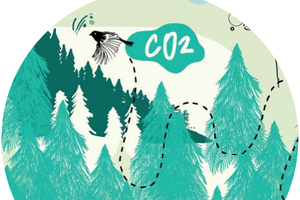 Productions Forestières G8 - Évolution du puits biomasse vivante dans les forêts dans les différents scénarios